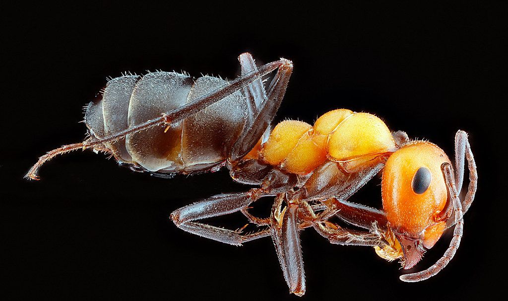 Ant Control service in Coeur d'Alene, ID