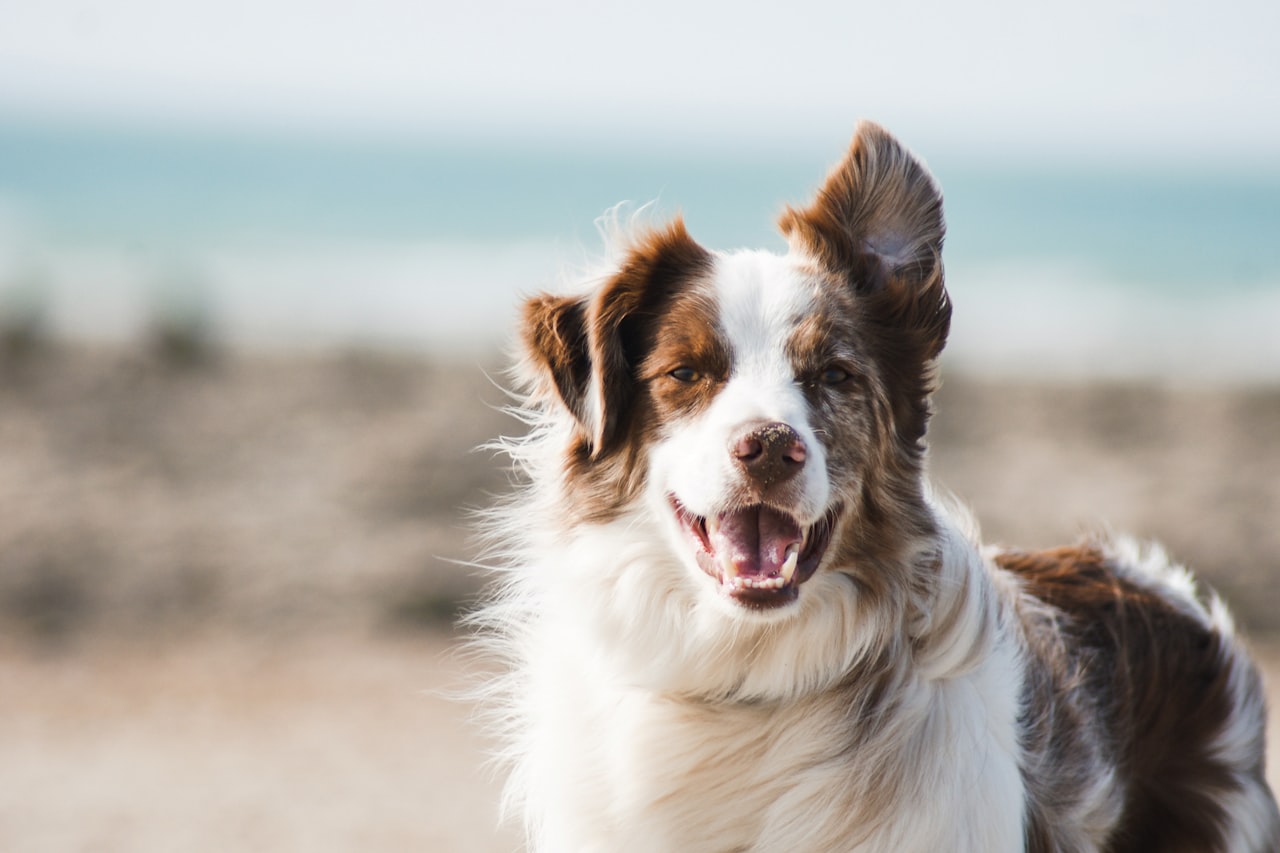 Flea & Tick Control service in Coeur d'Alene, ID