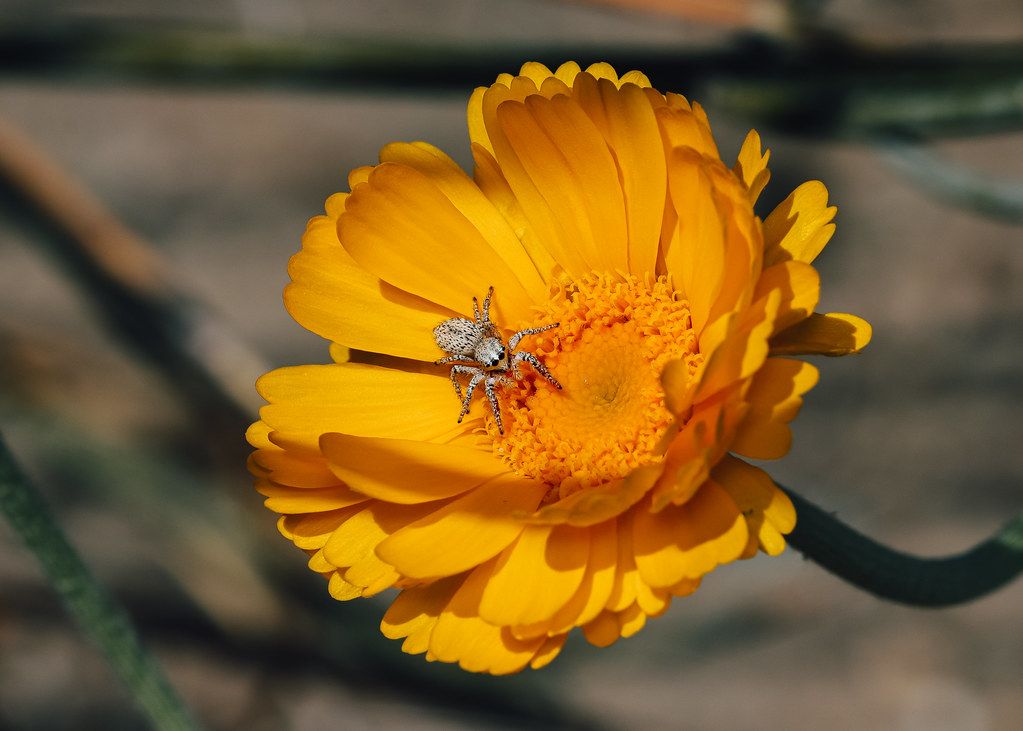 Spider Control service in Coeur d'Alene, ID
